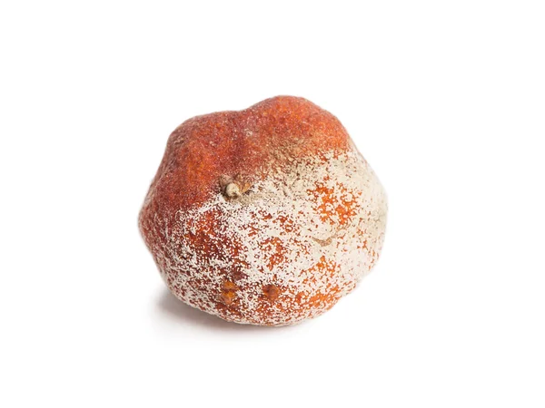 One rotten orange — Stock Photo, Image