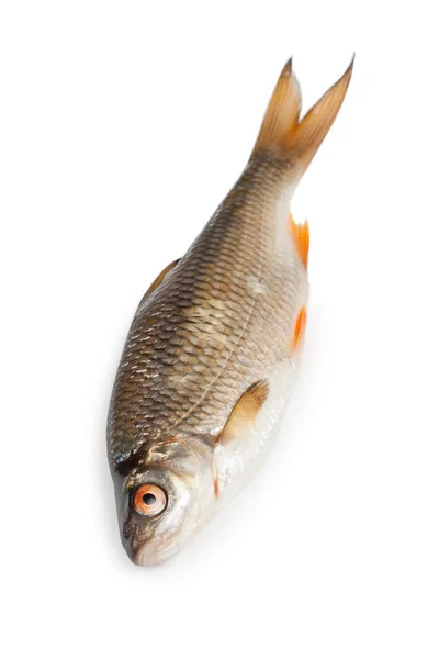 Roher Rotaugen-Fisch — Stockfoto