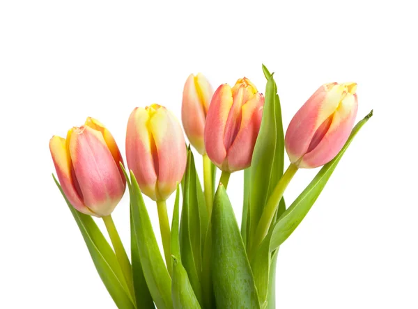 Čerstvé Tulipán květy — Stock fotografie