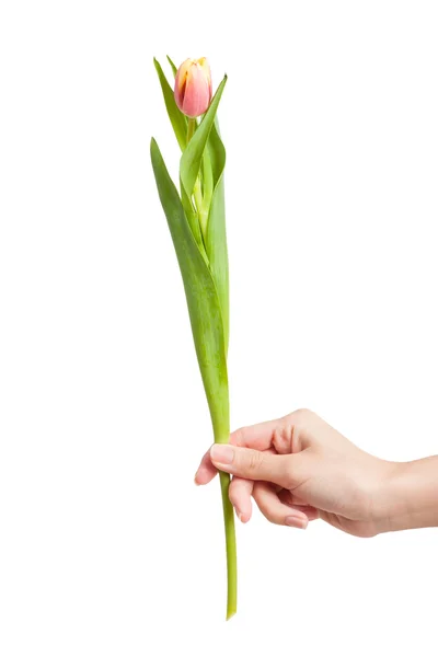 Tulipa fresca na mão — Fotografia de Stock