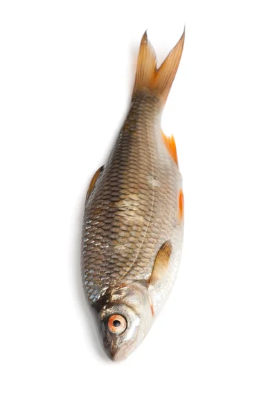 Сырая Рыба Таракана Белом Фоне — стоковое фото
