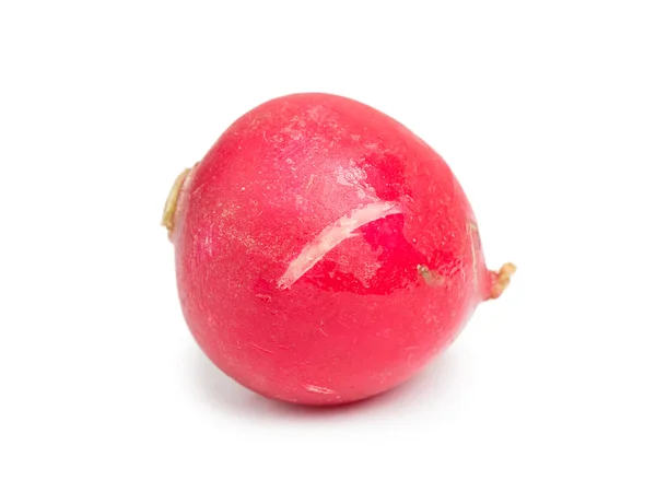 Single fresh radish — Stok fotoğraf