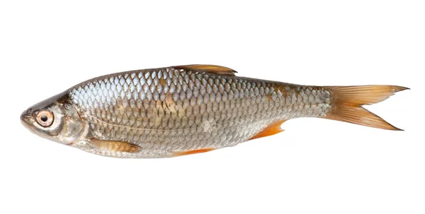 Roach rauwe vis — Stockfoto