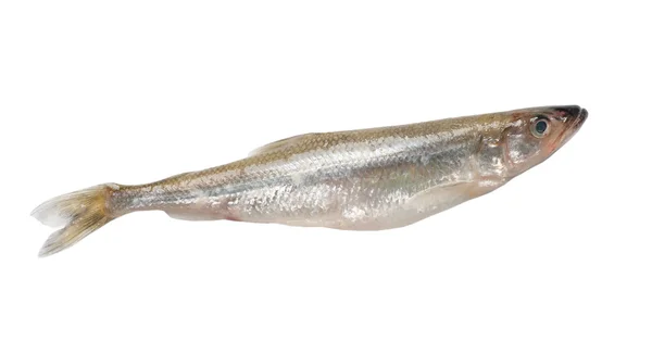 Raw smelt fish — Stock Photo, Image