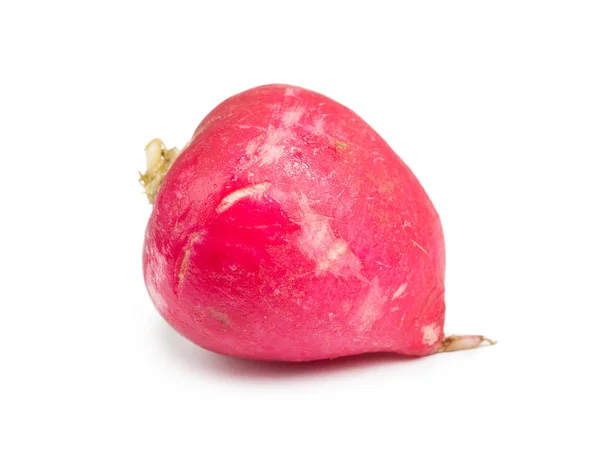 Single fresh radish — Stok fotoğraf