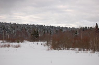 Karlı kış, ağaçlar