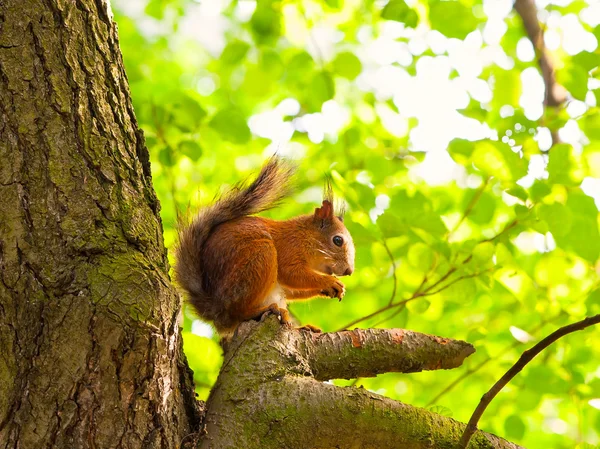 Scoiattolo su albero — Foto Stock