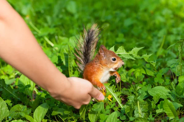 Piccolo scoiattolo che si nutre — Foto Stock