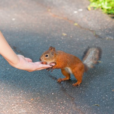 Kızıl sincap besleme