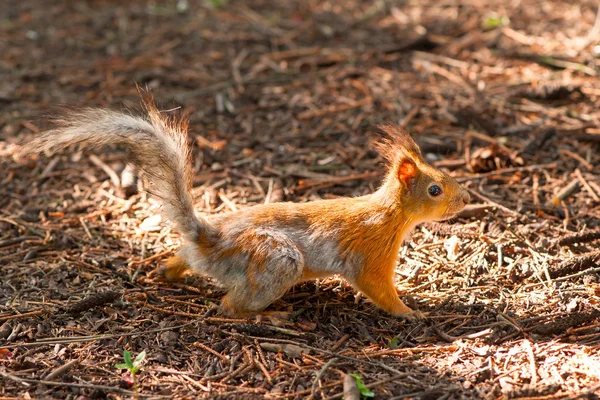 Vecchio scoiattolo divertente — Foto Stock