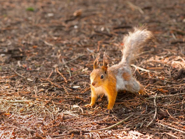 Vecchio scoiattolo divertente — Foto Stock