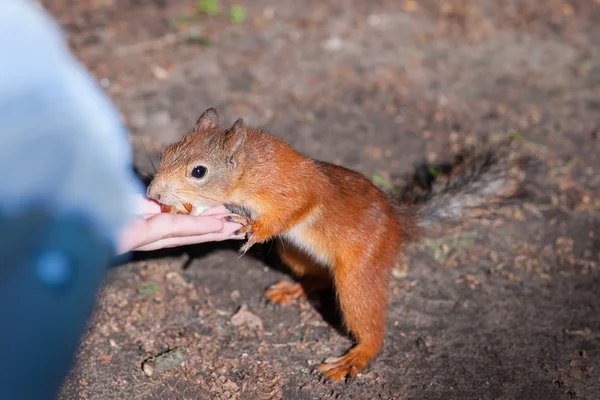 Alimentazione scoiattolo rosso — Foto Stock