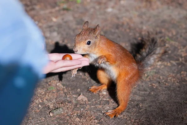 Alimentazione scoiattolo rosso — Foto Stock