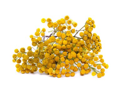 Beyaz arkaplanda genel tansi izole