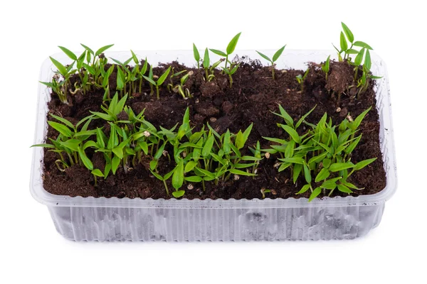 Jeunes Plants Poivron Dans Récipient Plastique Transparent Isolé Sur Fond — Photo