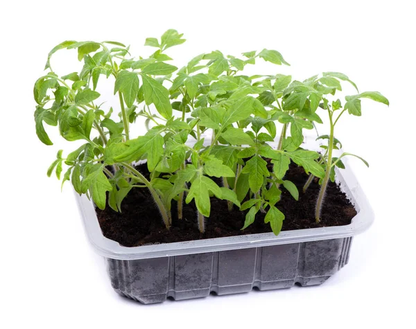 Caixa Transparente Com Mudas Tomate Isoladas Sobre Fundo Branco — Fotografia de Stock