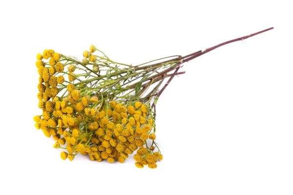 Gewone Tansy Geïsoleerd Witte Achtergrond — Stockfoto