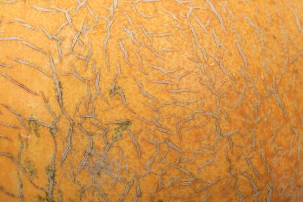黄色いメロンの肌サラサラ食感 — ストック写真