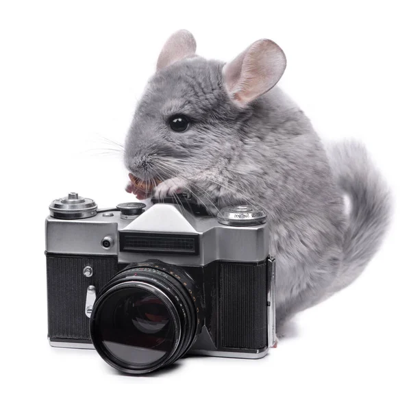 Small Funny Chinchilla Vintage Photo Camera Isolated White Background — Stock Photo, Image