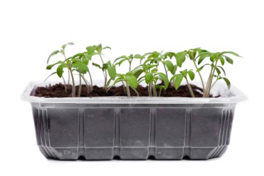 Beyaz arka planda izole edilmiş şeffaf plastik bir kabın içindeki genç domates tohumları.