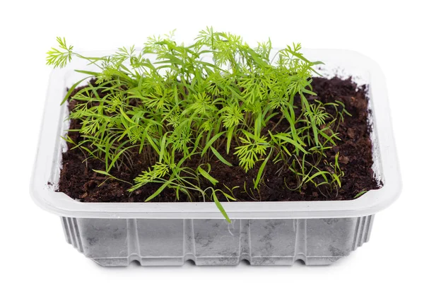 Jeunes Plants Aneth Dans Récipient Plastique Transparent Isolé Sur Fond — Photo