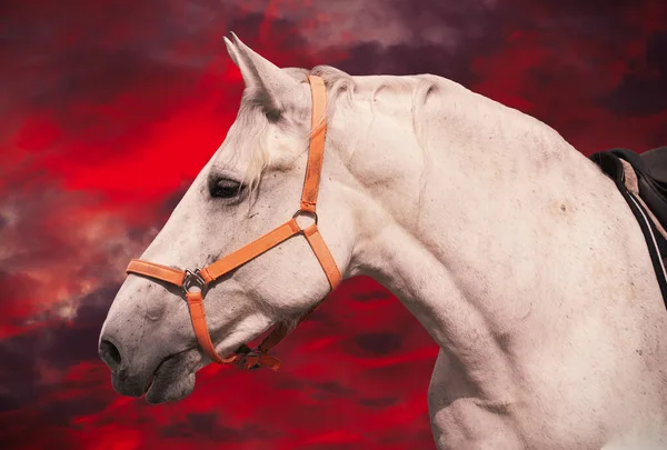 Valkoinen Hevosen Pää Valjastettu Auringonlaskun Pilvet Taustalla — kuvapankkivalokuva