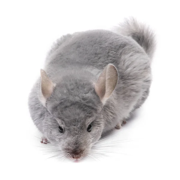 Chinchilla Fehér Háttér Ritka Szín Blue Diamond Chinchilla Elszigetelt Fehér — Stock Fotó