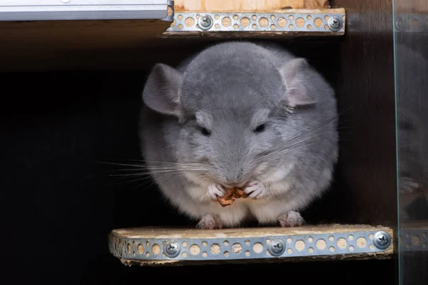 Rolig Liten Chinchilla Äter Lite Mat — Stockfoto