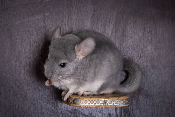 Funny Little Chinchilla Eating Some Food — Stock Photo, Image