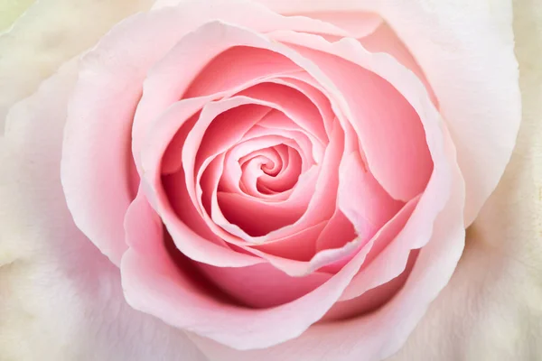 粉红玫瑰花蕾离得很近 — 图库照片