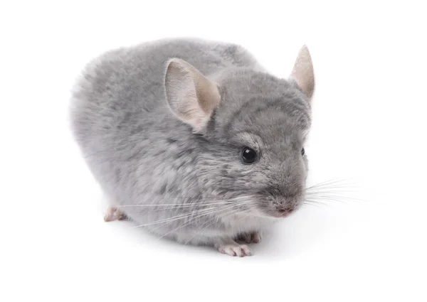 Chinchilla Fondo Blanco Color Raro Blue Diamond Chinchilla Aislado Blanco — Foto de Stock