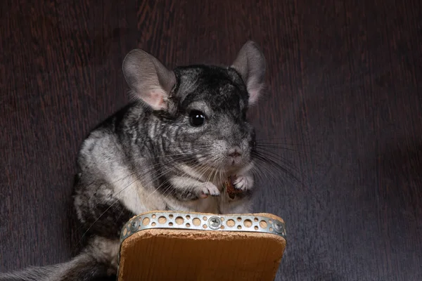 Rolig Liten Chinchilla Äter Lite Mat — Stockfoto