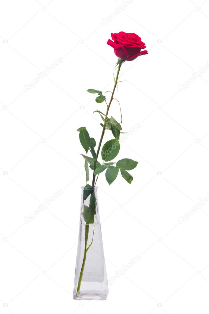 One long red rose in a transparent vase isolated over white background