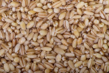 Islak inci arpa dokusu