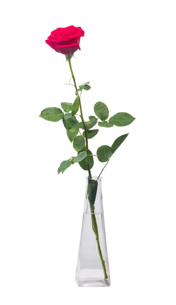 One Long Red Rose Transparent Vase Isolated White Background — Stock Photo, Image