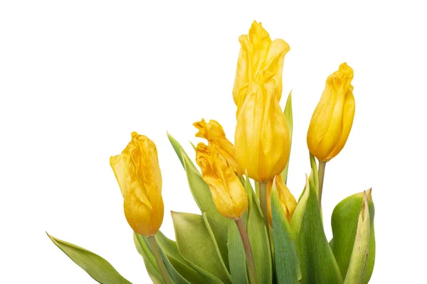 Ramo Tulipanes Marchitos Amarillos Aislados Sobre Fondo Blanco — Foto de Stock