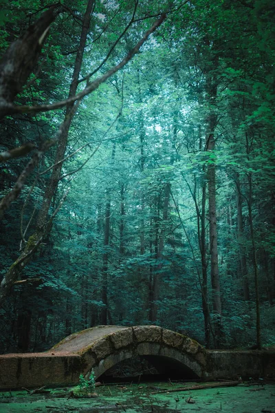 古い橋 緑の妖精の背景と美しい神秘的な森 — ストック写真