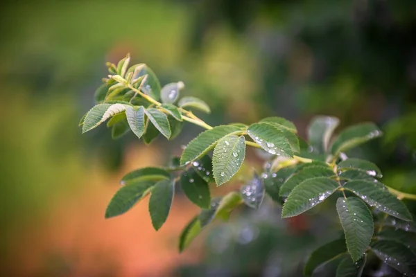 Groen Blad Blad Van Struik Donkergroen Met Regenwaterdruppels — Stockfoto