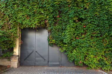 Yeşil bitki örtüsü ile büyümüş gri demir kapı