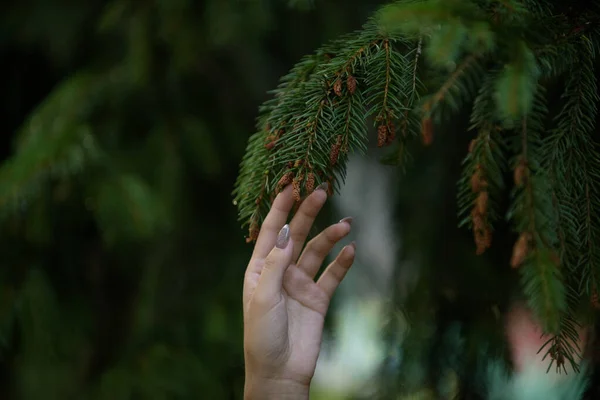 Kvinnlig Hand Beröring Gren Gran Träd Närbild — Stockfoto