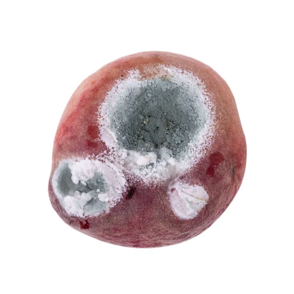 Mold Growing Old Flat Peach Isolated White Background — Stock Photo, Image