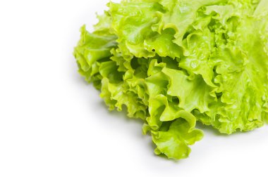 taze marul yaprağı