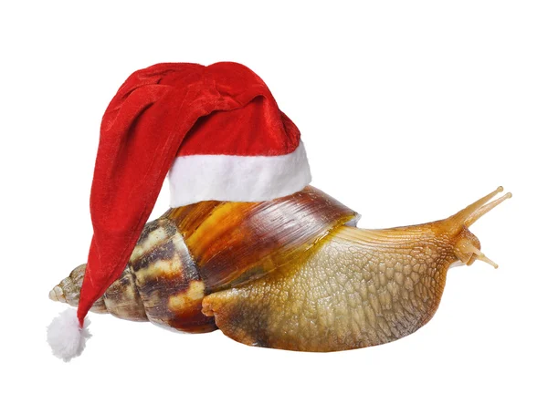 蜗牛在圣诞老人的帽子 — 图库照片