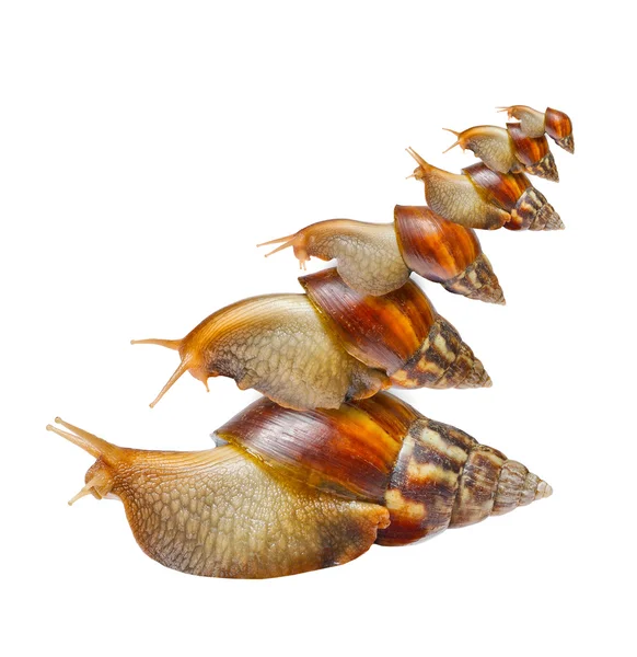 Many snails pyramid — Stock Photo, Image