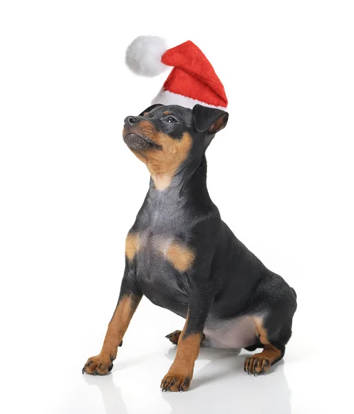 Köpek Noel Baba şapkası — Stok fotoğraf