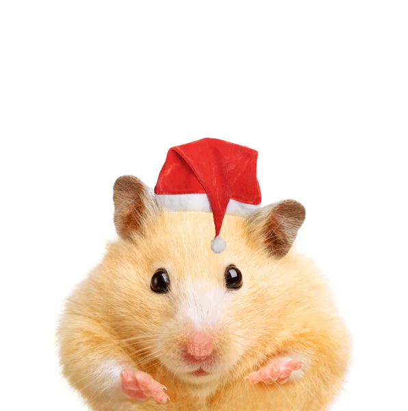 Hamster i santa hatt — Stockfoto