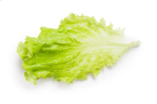 Свежий лист салата — стоковое фото