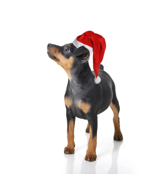 Hund i santa hatt — Stockfoto