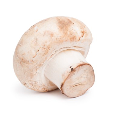 taze champignon mantar