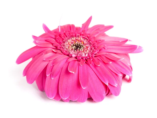 Wilted pink gerbera flower — Stock Photo, Image